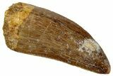 Serrated, Carcharodontosaurus Tooth - Real Dinosaur Tooth #267792-1
